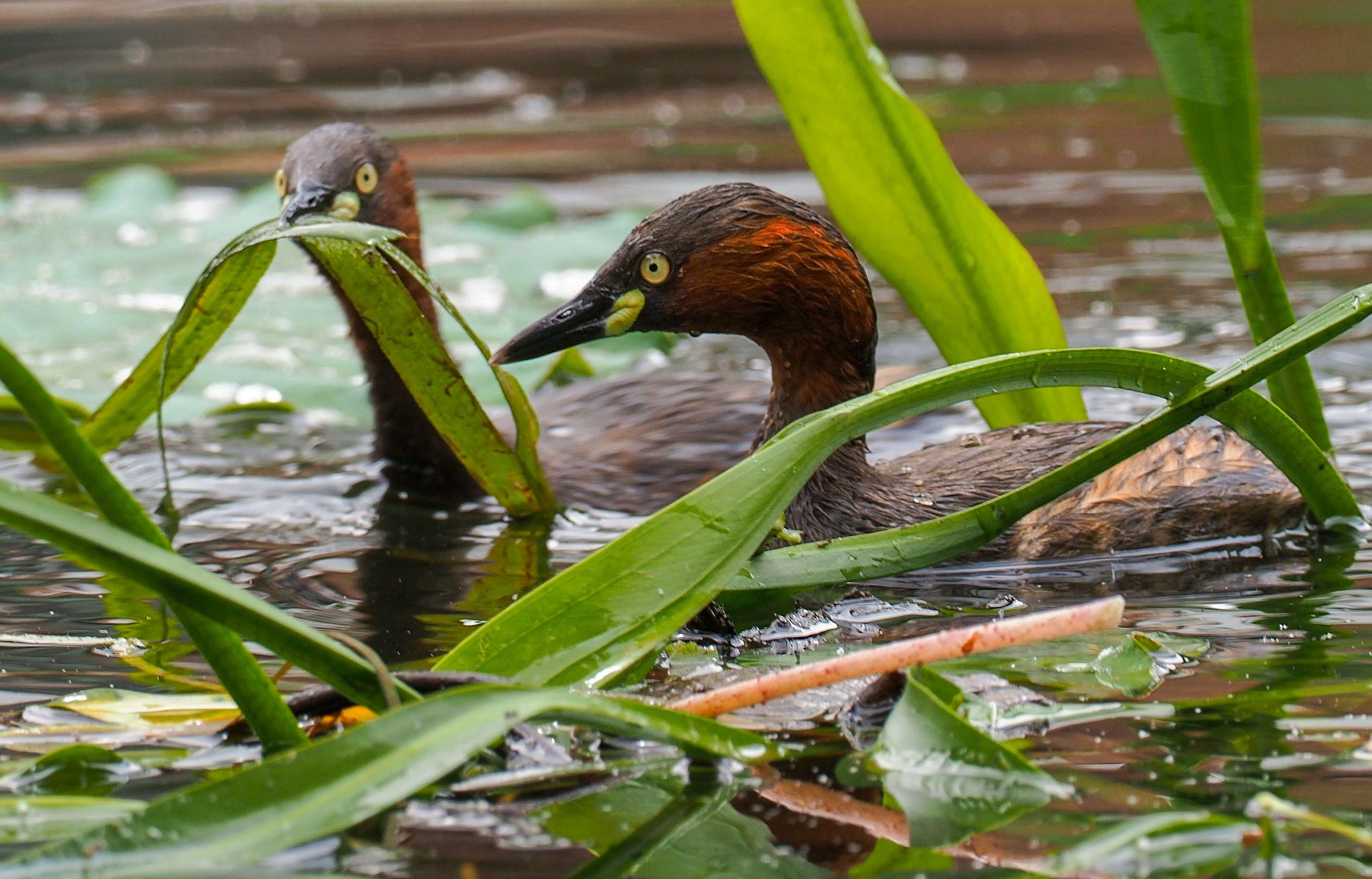 九游游戏中心官网-绍字取名寓意