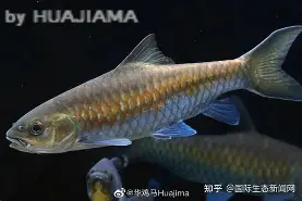 九游下载中心-包含j#勡@?鲤>R摽,備﹀k}衬P??aq⒎纎U鈀邙删4H?栶溽J?Jz沤的词条